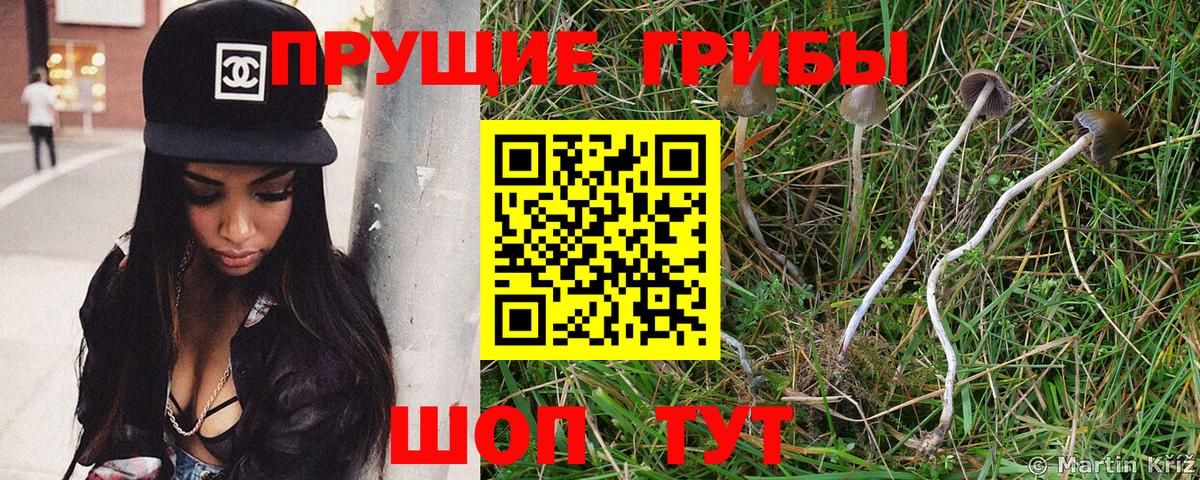 Галлюциногенные грибы Psilocybe  Вход с VPN  Щёлково 